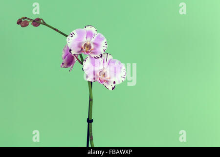 Violette und weiße Orchidee mit grünem Hintergrund Stockfoto
