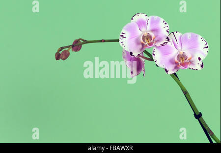 Violette und weiße Orchidee mit grünem Hintergrund Stockfoto