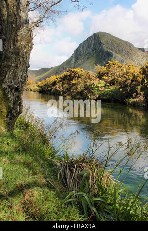 Craig Yr Aderyn gelber Ginster und der Fluss Dysynni im Dysynni-Tal in der Nähe von Llanegryn und Tywyn Mitte Wales Stockfoto