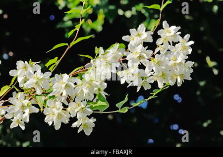 Blumen Mock-Orange (Philadelphus) schließen gegen den blauen Himmel Stockfoto