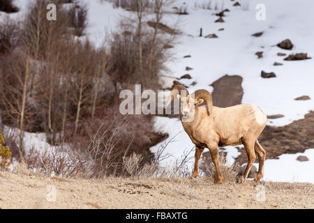 Eine Bighorn Schafe Ram steht entlang einer Kante im Bridger-Teton National Forest östlich von Jackson Hole, Wyoming. Stockfoto