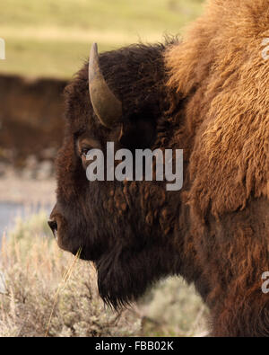 Ein amerikanischer Bison Bulle Fütterung auf dem Rasen. Stockfoto