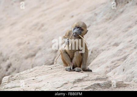 Guinea-Pavian (Papio Papio) Stockfoto