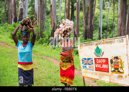 Malawi ist eines der ärmsten Länder der Welt, es wurde stark abgeholzt. Die Abholzung wurde klar landen fo Stockfoto