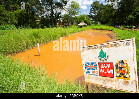 Ein Karpfenteich auf dem Zomba Plateau in Malawi. Stockfoto