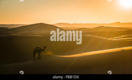 Kamel und untergehende Sonne in der Sahara Stockfoto