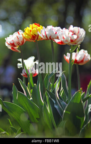 Schöne weisse Tulpen im Garten Stockfoto