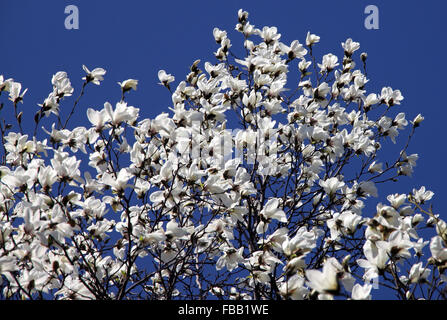 Weiße Magnolie Blüten im Frühlingsgarten Stockfoto