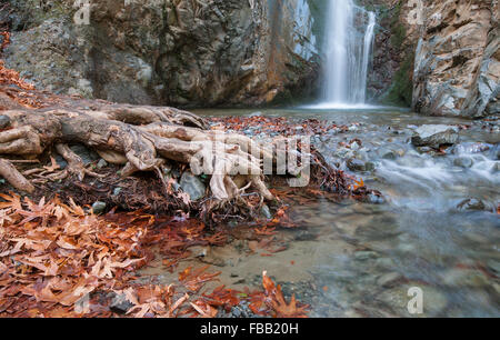 Wasserfall, der auf einem kleinen See mit wunderschönen gelben Blättern und Baumwurzeln verspritzt. Millomeri Troodos, Platres, Zypern Stockfoto