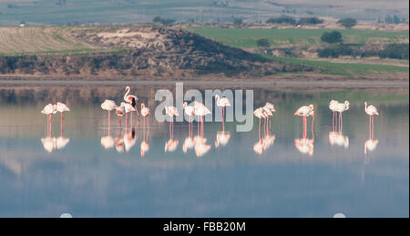 Gruppe von schönen Flamingo Vögel mit Körper-Reflexionen zu Fuß in das Salt Lake Larnaca auf Zypern. Stockfoto