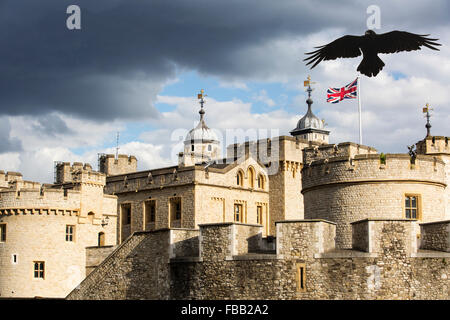 Ein Rabe über den Tower of London, London, UK. Stockfoto