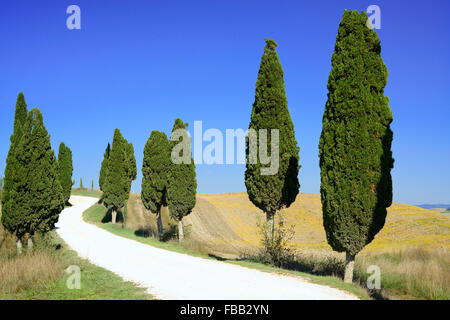 Zypressen-Zeilen und eine weiße Straße ländlichen Landschaft in Crete Senesi Land in der Nähe von Siena, Toskana, Italien, Europa. Stockfoto