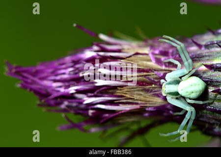 Krabben Sie-Spinne (Misumena Vatia) auf Distel. Eine markante Arachnid in der Familie Thomisidae Stockfoto