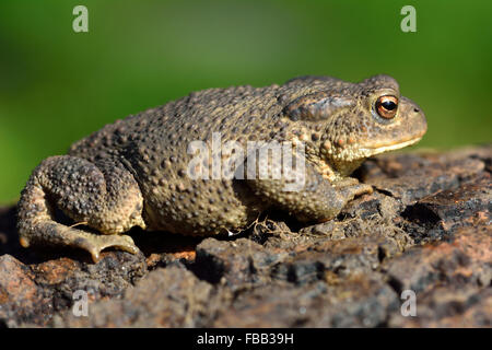 Gemeinsamen Kröte (Bufo Bufo) im Profil. Einer gemeinsamen britischen und europäischen Kröte im Profil, mit warziger Haut deutlich sichtbar angezeigt Stockfoto