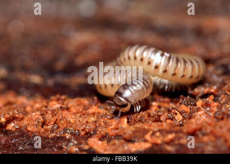 Blunt-tailed Schlange Tausendfüßler (Cylindroiulus Punctatus). Ein Tausendfüßler in der Familie Julidae gezeigt auf Totholz in einem britischen Holz Stockfoto