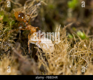 Gemeinsame rote Ameise (Myrmica Rubra) mit Puppe. Ein Arbeiter trägt eine Puppe in Sicherheit, nachdem ein Nest gestört ist Stockfoto