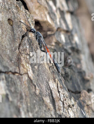 Gasteruption Jaculator Schlupfwespe. Eine erstaunliche Wespe in der Familie Gasteruptionidae, mit einem Legebohrer entwickelt, Ei zu hinterlegen Stockfoto