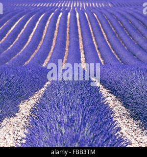 Lavendel Blumen blühenden Felder in endlosen Reihen als Muster oder Textur. Landschaft in der Hochebene von Valensole, Provence, Frankreich, Europ Stockfoto