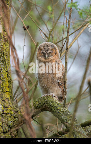 Der Waldkauz junge / Waldkauz (Strix Aluco) sitzt hoch oben in einem Baum versucht zu verbergen, indem Sie seine Augen zu schließen. Stockfoto