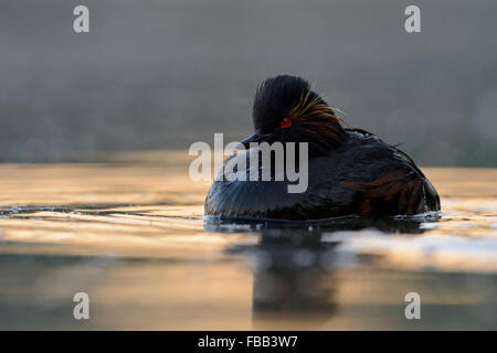 Entspannter Schwarzhals-Grebe / Eared Grebe ( Podiceps nigricollis) schwimmt ziemlich nah, frontale Sicht, im ersten Licht, Tierwelt, Europa. Stockfoto