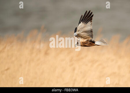 Western Marsh Harrier / Rohrweihe (Circus Aeruginosus) auf der Flucht, auf der Suche nach Beute, über goldenen Schilf, Niederlande, Europa. Stockfoto