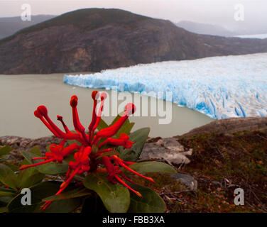 Chilenische Feuer Bush (Embothrium Coccineum) und Grey Gletscher, Torres del Paine, Patagonien Stockfoto