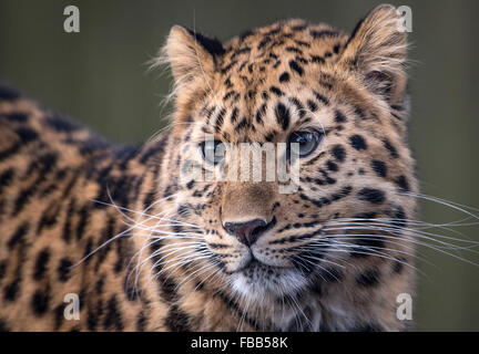 Weibliche Amur Leoparden (Kopfschuss) Stockfoto