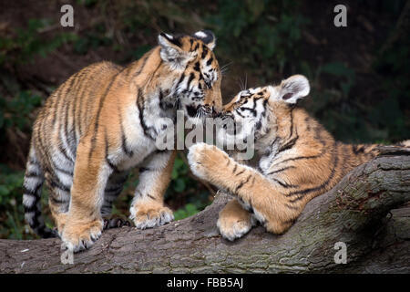 Männliche Amur Tiger Cubs in einem Baum Stockfoto