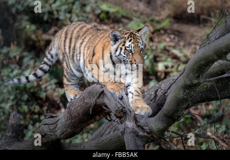 Männliche Amur Tiger Cub in einem Baum klettern Stockfoto