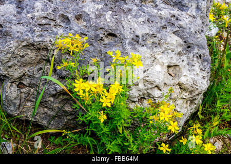 Gelbe entdeckt St Johns Wort in freier Wildbahn. Schön mit vielen medizinischen Zwecken. Stockfoto