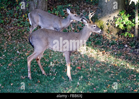 High Angle View White Tailed Hirsche ein Bock und ein Reh im Wald, Hunterdon County, New Jersey Stockfoto