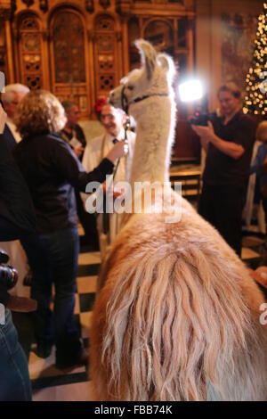 7. jährliche Segnung der Tiere in der Christ Church auf Park Avenue mit: Atmosphäre wo: New York, New York, Vereinigte Staaten von Amerika bei: 13. Dezember 2015 Stockfoto