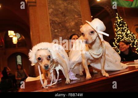 7. jährliche Segnung der Tiere in der Christ Church auf Park Avenue mit: Atmosphäre wo: New York, New York, Vereinigte Staaten von Amerika bei: 13. Dezember 2015 Stockfoto