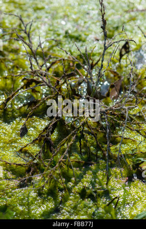 Eine kleine kränkliche aussehende Pflanze wächst aus unter einer dicken Schampus Algenblüte Stockfoto