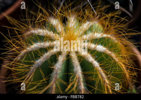 Nahaufnahme Bild des oberen Teils ein Barrel Cactus (Sorte unbekannt) mit Stacheln und Fuzz Stockfoto