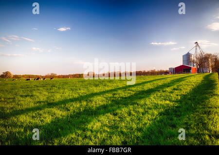Niedrigen Winkel Blick auf einen grünen Ackerland mit weidenden Kühen und Korn Turm, Tewksbury, Hunterdon County, New Jersey Stockfoto