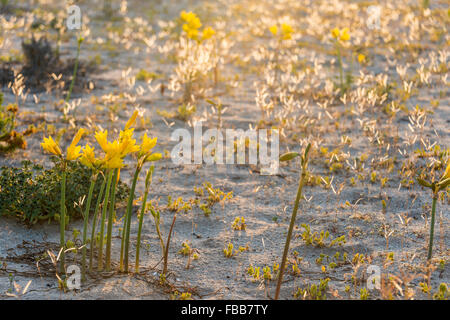 Ananuca Blumen in Atacama-Wüste in Chile. Die Veranstaltung blühende Wüste (Spanisch: Desierto Florido) bezieht sich auf die El Nino Phäno Stockfoto