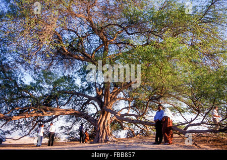 Bahrains 400-Jahr-alten Baum des Lebens ist eine einsame Wüste Akazie oder Mesquite von unterirdischen Quellen gespeist Stockfoto