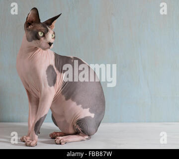 Haarlose Katze mit grünen Augen Stockfoto