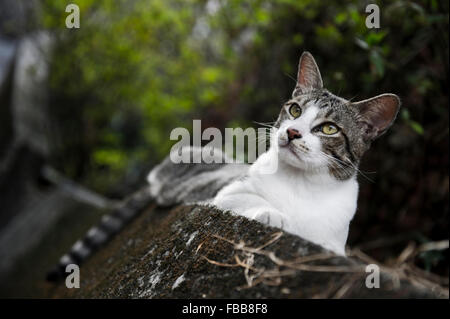 Katze im Houtong Cat Village in Taiwan Stockfoto