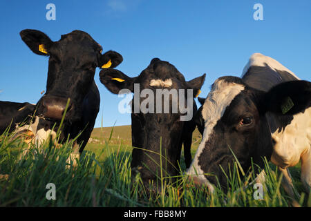 Holstein Kühe - schwarz / weiß gepatcht (Bos Taurus) Kühe auf der Weide Stockfoto