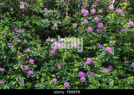 wild wachsende Rhododendron am Straßenrand in der Nähe von Kenmare auf dem Ring of Beara, County Cork, Irland Stockfoto