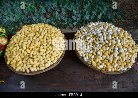 Seidenraupen-Kokons im Jim Thompson House in Bangkok, Thailand Stockfoto