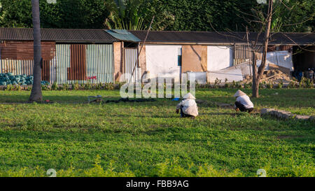 Zwei Arbeiter auf einem Feld mit traditionellen Reis Hüte in Vietnam. Im Hintergrund ist eine alte Scheune-Struktur. Stockfoto