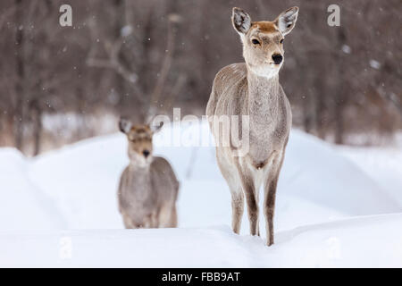 Ein paar Hirsche in Kushiro, Hokkaido, Japan Stockfoto