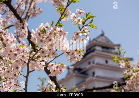 Tsurugajo Burg und Kirsche Bäume, Fukushima, Japan Stockfoto