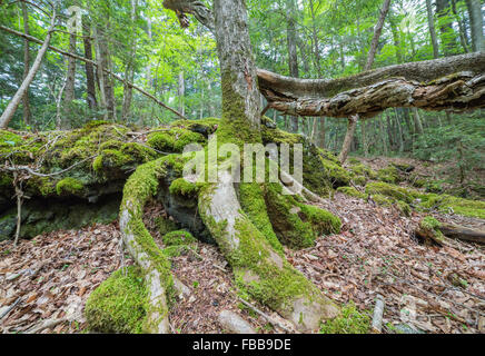 Aokigahara Sea of Trees in Japan Stockfoto