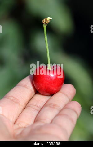 Nahaufnahme von Hand mit Prunus Avium oder bekannt als Lapin Kirsche Frucht in der hand Stockfoto
