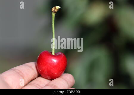 Nahaufnahme von Hand mit Prunus Avium oder bekannt als Lapin Kirsche Frucht in der hand Stockfoto