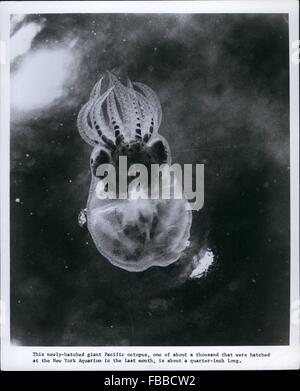 1980 - diese frisch geschlüpften pazifischen Riesenkraken, einer der etwa tausend, die im letzten Monat im New York Aquarium geschlüpft waren ist über ein Viertel-Zoll lang. © Keystone Bilder USA/ZUMAPRESS.com/Alamy Live-Nachrichten Stockfoto